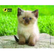 Килимок для миші Podmyshku Сіамський котик
